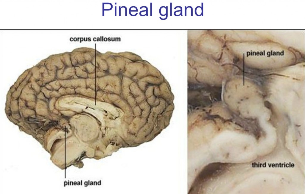 Pineal Gland and Third Eye - In Depth Research 