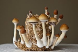 Psychedelics and Systems Change